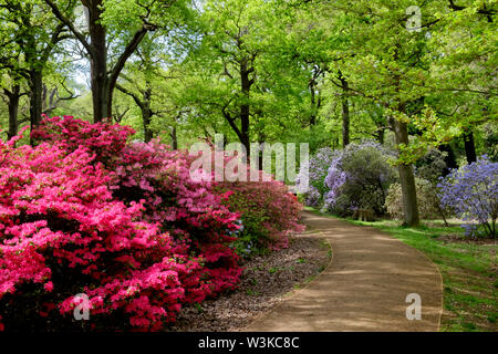 Rose, rouge et pourpre rhododendron et azalées fleurissent sur les buissons à côté d'une trajectoire courbe sous les arbres, plantation d'Isabella, Richmond Park, Surrey, Angleterre, Royaume-Uni. Banque D'Images