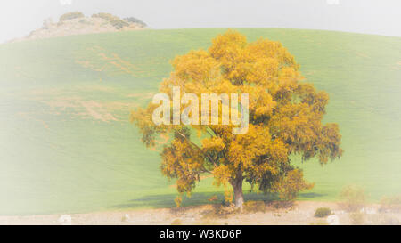 Arbre isolé contre green hill. Banque D'Images