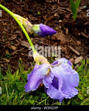 Iris chuté au et couvertes de gouttes d'eau sur une journée humide. Banque D'Images