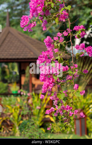 Le Myanmar, Bagan Birmanie aka. Bagan Lodge Hôtel garden, bougainvillées rose. Banque D'Images