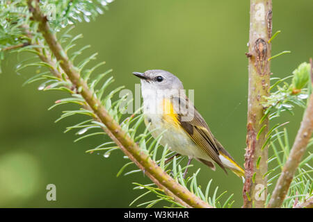 Paruline flamboyante Paruline, Setophaga ruticilla, direction générale de pin au printemps, l'île du Cap-Breton, Nouvelle-Écosse, Canada Banque D'Images