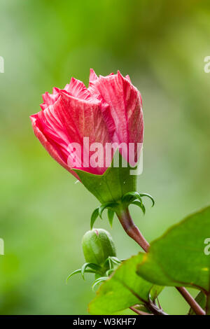 Hibiscus Flower Bud, Macro de la Chine rouge Fleur Rose Bud Banque D'Images