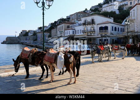 Mulets dans la ville d''Hydra, l'île d'Hydra, Grèce Banque D'Images