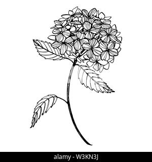 L'Hydrangea illustration graphique dans un style vintage. Dessin de fleurs et de dessiner avec la ligne-art sur fonds blancs. Illustration des plantes botaniques Banque D'Images