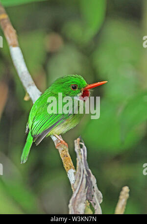 Jamaican Tody (Todus todus) adulte perché sur des rameaux, espèce endémique des montagnes Bleues de la Jamaïque, Jamaïque Mars Banque D'Images