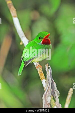 Jamaican Tody (Todus todus) perché sur adultes, Direction générale des espèces endémiques des montagnes Bleues de la Jamaïque, Jamaïque Mars Banque D'Images