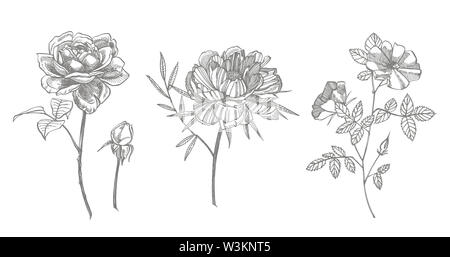 Bouquet. Les fleurs du printemps et de brindilles. Les Pivoines, Hortensia, Rose. Vintage illustration botanique. Le noir et blanc ensemble d'encombrement barbeaux, floral elemen Banque D'Images