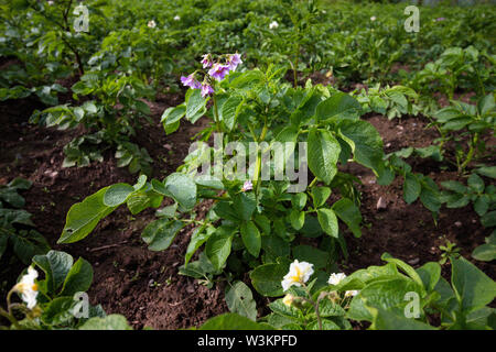 La floraison des buissons de pommes de terre. Les pommes de terre sont les cultures qui sont cultivées sur une ferme pour la vente ou l'alimentation. Banque D'Images