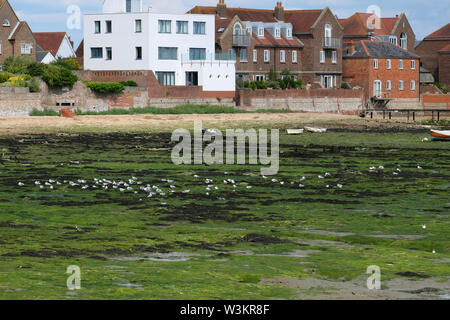 Un troupeau de mouettes Black-Headed à la nourriture parmi les algues à marée basse à Emsworth Harbour, Hampshire, Royaume-Uni Banque D'Images