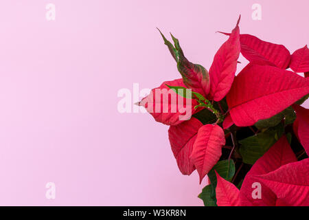 Vue de dessus sur le poinsettia sur fond rose, également connu sous le nom de fleur de Noël, Noël décoration florale, feuillage vert et rouge Banque D'Images