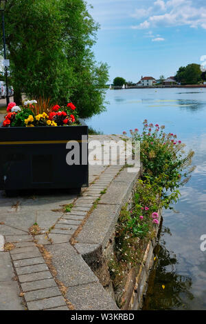 Grande fleur rouge de valériane et de semoir rempli au bord de Romsey Mill Pond, Hampshire, Royaume-Uni. Banque D'Images