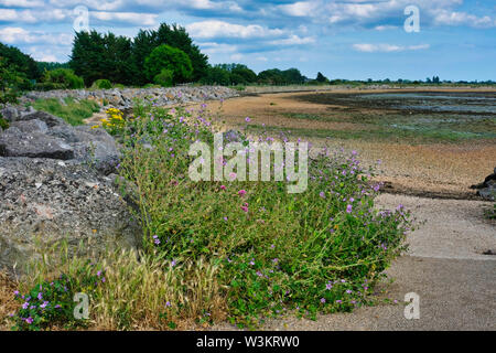 West Sussex, Angleterre, Royaume-Uni. Une vue de la côte de l'Prinsted le port à marée basse en été Banque D'Images