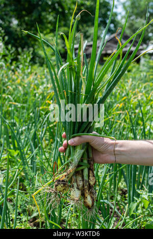 L'homme est titulaire d'oignon vert frais dans sa main du jardin, des petits légumes du jardin Banque D'Images