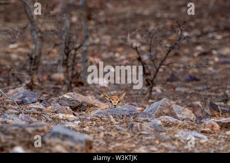 Gazella bennettii chinkara ou gazelle indienne ou fawn split avec sa mère et trouvés seuls à la réserve de tigres de Ranthambore, en Inde Banque D'Images