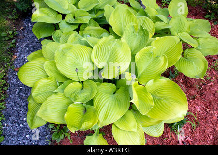 Hosta Bush somme et la substance des plantes vivaces - gros plan plante de jardin hosta géant Banque D'Images