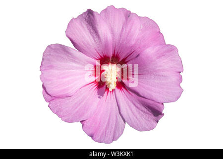 République ketmia rose avec un centre rouge foncé, rose de Sharon 'Hamabo' Fleur isolé sur blanc. Banque D'Images