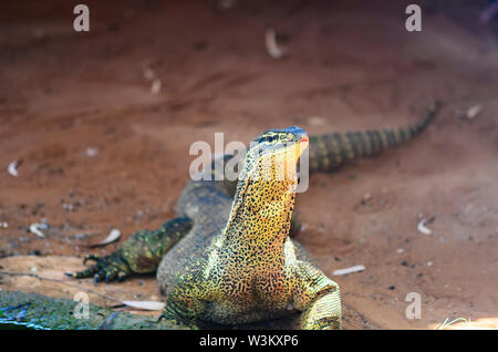 L'Argus de la surveillance (Varanus panoptes ) Banque D'Images