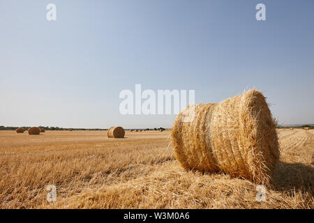 L'agriculture a déposé avec balles de foin rondes après la récolte de blé Banque D'Images