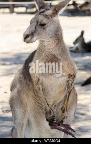Une femelle kangourou gris de l'ouest avec cub Banque D'Images