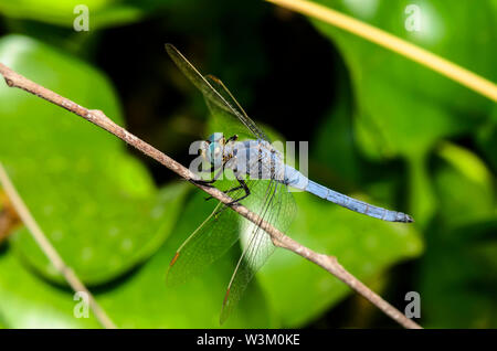 Le bleu libellule dasher (Pachydiplax longipennis) Banque D'Images