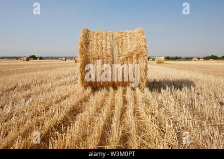 L'agriculture a déposé avec balles de foin rondes après la récolte de blé Banque D'Images