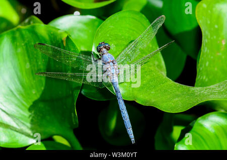 Le bleu libellule dasher (Pachydiplax longipennis) Banque D'Images