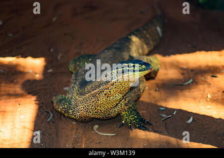 L'Argus de la surveillance (Varanus panoptes ) Banque D'Images