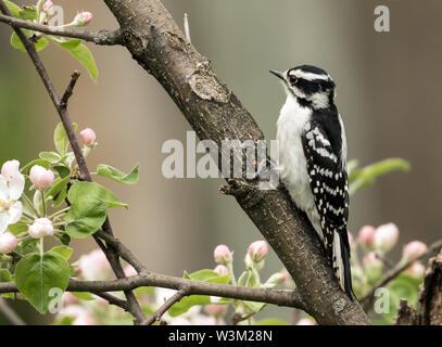 Gros plan du petit oiseau Pic mineur se percher dans un arbre en fleurs au printemps apple.nom scientifique de cet oiseau est Picoides pubescens. Banque D'Images