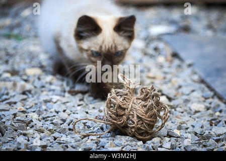 Chat Siamois en jouant avec une boule de fil Banque D'Images