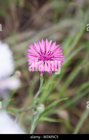 Bleuet (centaurea cyanus rose) Banque D'Images