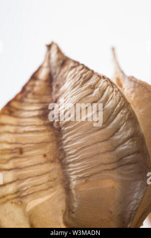 La macro photographie de Fritillaria Meleagris graines séchées chef isolé sur fond blanc Banque D'Images