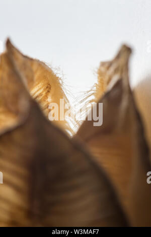 La macro photographie de Fritillaria Meleagris graines séchées chef isolé sur fond blanc Banque D'Images