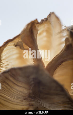 La macro photographie de Fritillaria Meleagris graines séchées chef isolé sur fond blanc Banque D'Images