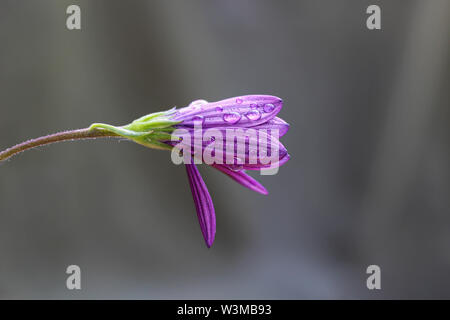 Gouttes de pluie sur fleur pourpre - Osteospermum 'Sunny' Marie Marguerite Africaine, fermé après la pluie Banque D'Images