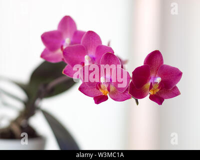 Orchidée Phalaenopsis mauve Banque D'Images