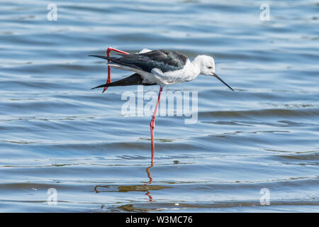 Un black-winged stilt, Himantopus himantopus, debout sur une jambe dans l'eau Banque D'Images
