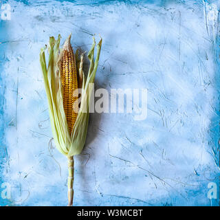 Seul écaillées partiellement le maïs doux avec s/n sur fond bleu lumineux. Matières premières fraîchement cueillies sur les rafles de maïs. Matières maïs doux avec la peau. Banque D'Images