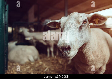 Les moutons au stylo sur le bétail, les animaux d'élevage agricole Banque D'Images