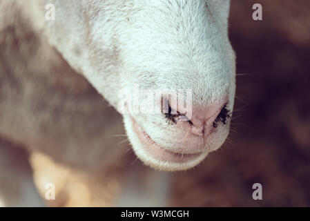 Ile de France les moutons nez fermer jusqu'à la plume sur le bétail, les animaux d'élevage agricole concept Banque D'Images