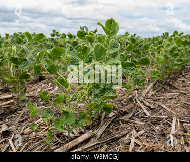 Feuilles de soja avec cloques, ventouses, de dommage dû à pulvérisation d'herbicide dicamba Banque D'Images