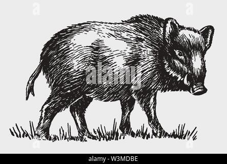 Homme sanglier (Sus scrofa) en vue de côté. Après une gravure d'illustration historique du début du xxe siècle Illustration de Vecteur
