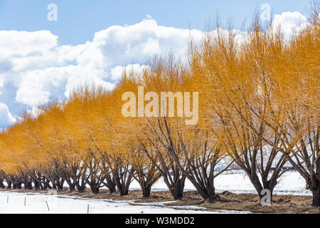 Les arbres d'automne dans la neige à Bellevue, Washington, USA Banque D'Images