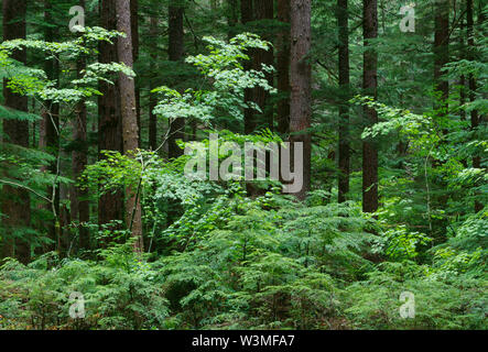 USA, Washington, Mt. Rainier National Park, forêt de sapins de Douglas et la pruche de l'érable avec de plus petits conifères et arbres ; Ohanepecosh Valley. Banque D'Images