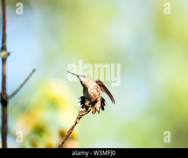 Femme Ruby-Throated Hummingbird assis sur une branche d'arbre et d'étirements. Banque D'Images