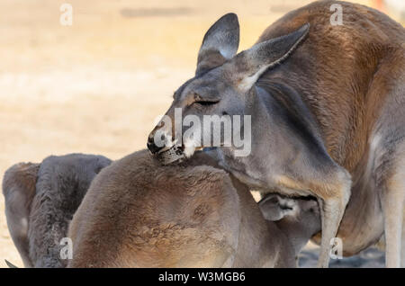 L'ouest de kangourou gris avec cub Banque D'Images