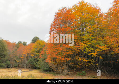 La couleur des feuilles d'automne étonnant au vue de la forêt du Parc National Conguillio. Une représentation des couleurs de l'automne sur les textures d'un décor Banque D'Images