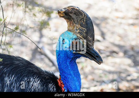 Portrait de la Southern cassowary Banque D'Images