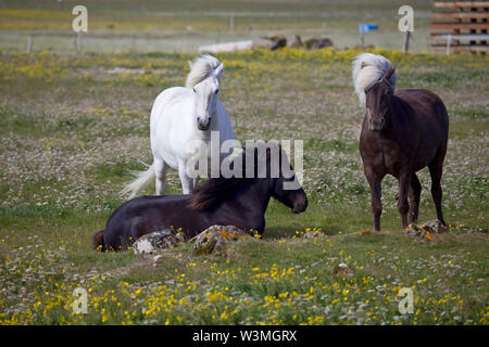 Poneys islandais Banque D'Images