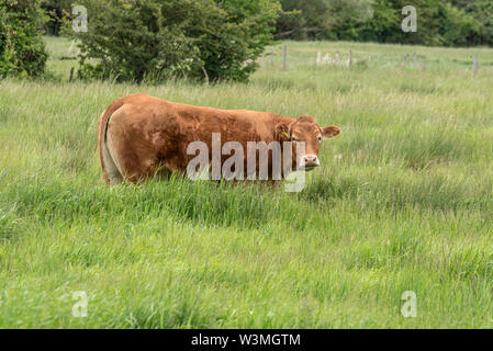 Angus rouge vache dans un champ. Bovins Angus rouge. Banque D'Images