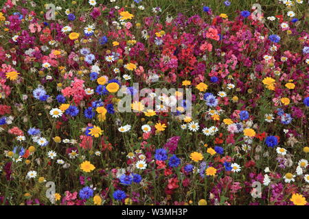 Fleur sauvage, jardin, plantation, fleurs, barbeaux, marguerites, fleurs sauvages et colorées, frontière, plantation de masse Banque D'Images